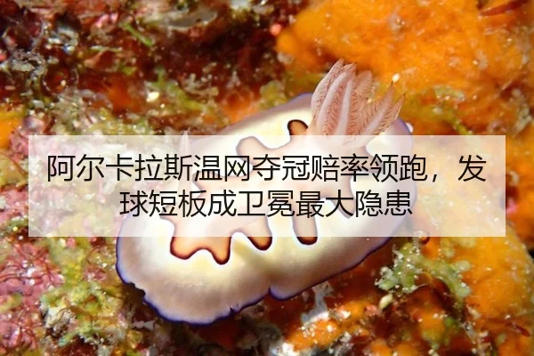 阿尔卡拉斯温网夺冠赔率领跑，发球短板成卫冕最大隐患